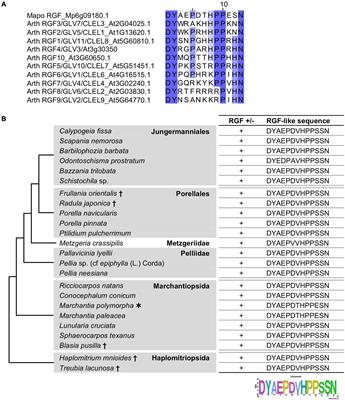 The RGF/GLV/CLEL Family of Short Peptides Evolved Through Lineage-Specific Losses and Diversification and Yet Conserves Its Signaling Role Between Vascular Plants and Bryophytes